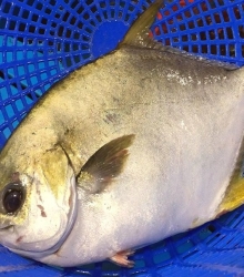 Cá chim biển lớn