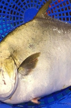 Cá chim biển lớn