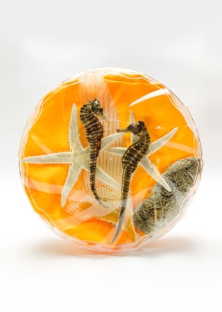 Cá ngựa ngâm rượu (7-12con)