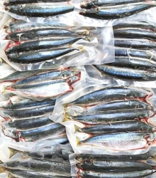 Cá nục suông / Cá nục chuối  (Size 10-12 con)