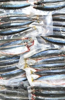 Cá nục suông / Cá nục chuối  (Size 10-12 con)