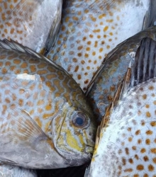 Cá Dìa Tươi Ngon