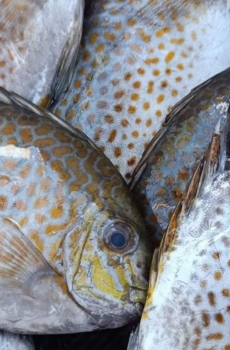 Cá Dìa Tươi Ngon