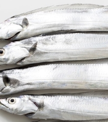 Cá Hố Tầm Trung