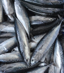 Cá Ngừ Ồ biển