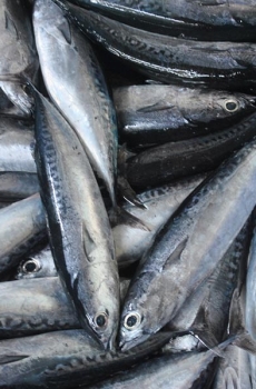 Cá Ngừ Ồ biển